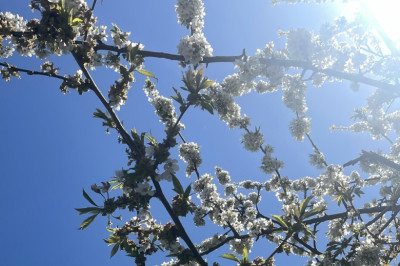 Der Frühling kommt, Corona geht: Welche Veranstaltungen finden jetzt statt. 